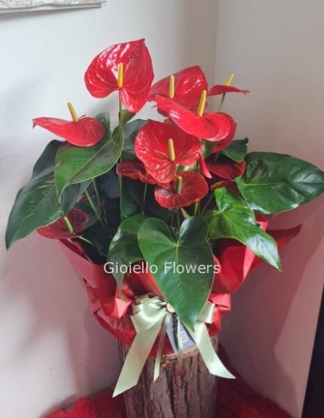 Pianta di anthurium rossa confezionata