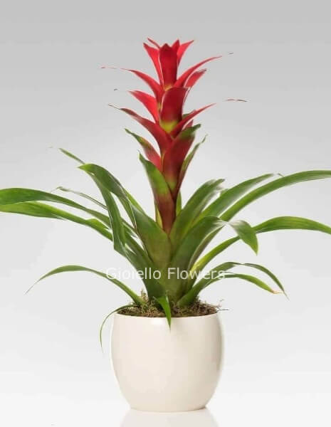 Pianta di guzmania confezionata.