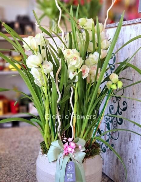 Pianta di cymbidium colori tenui
