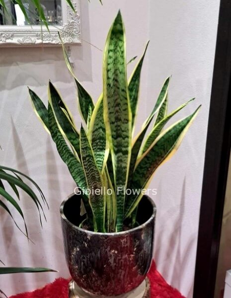 Pianta di sanseveria confezionata