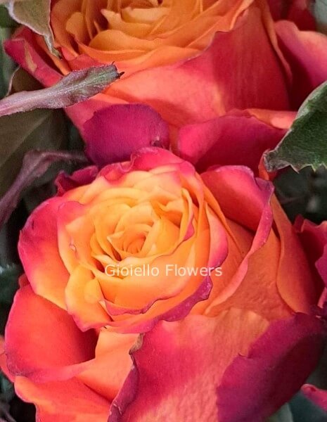 SOLO Rose arancio SENZA verde e confezione misura media 60 cm