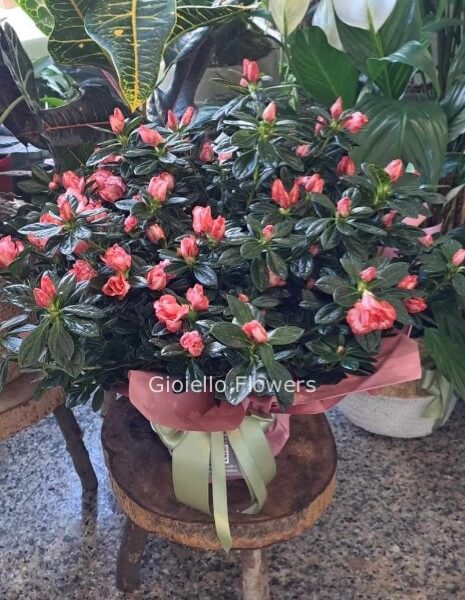 Azalea media rosa