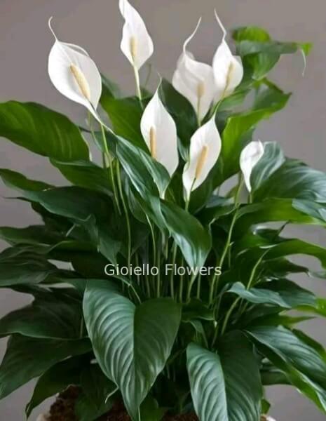 Pianta di Spathifillum media