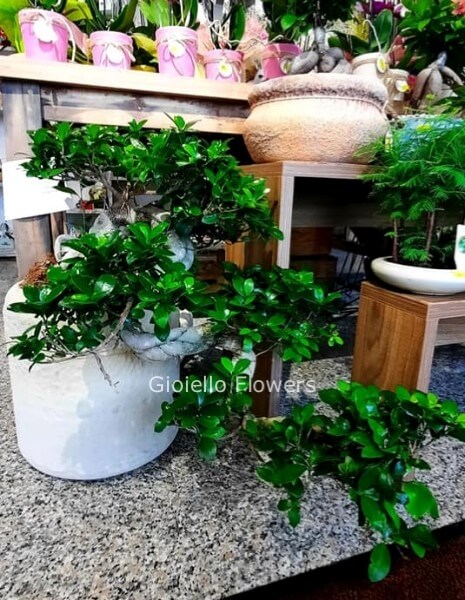 Pianta bonsai, varietà ficus piccolo con vaso
