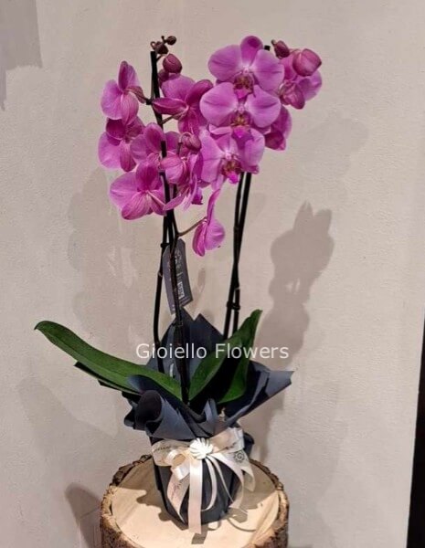 Pianta di phaleonopsis a 2 steli variegata