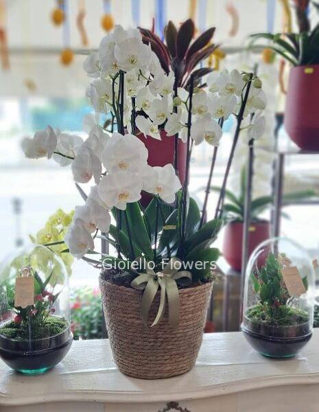 Composizione di 2 orchidee colore assortito confezionate senza cesto