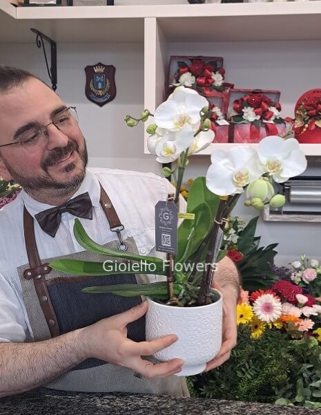 Orchidea tablò bianca confezionata