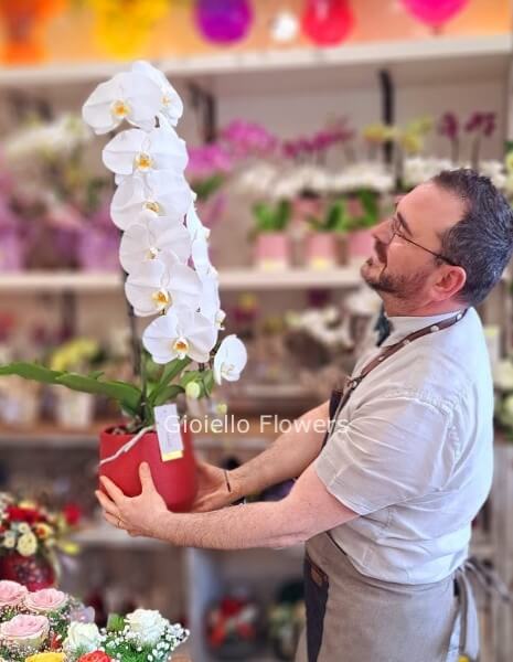 Orchidea Formidablo media 60 cm