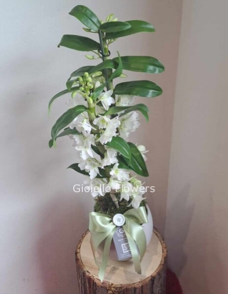 Orchidea dendrobium 2 rami bianca