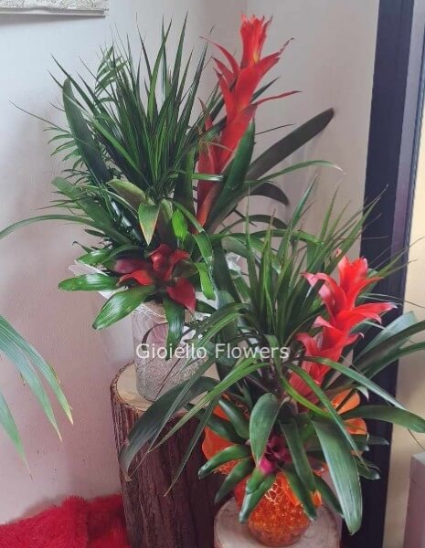 Mix di bromeliacee e piante verdi in vaso di vetro