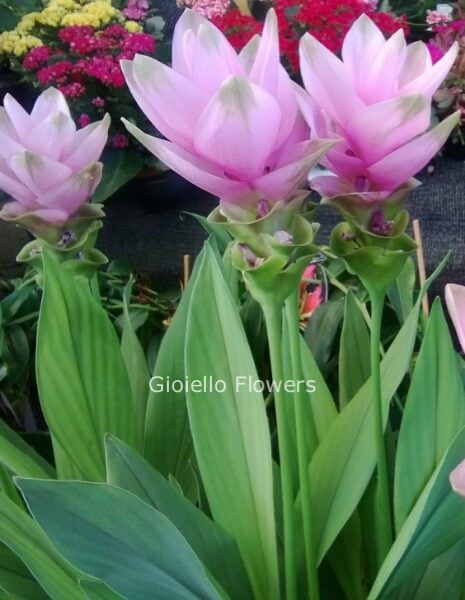 pianta di curcuma confezionata