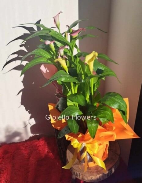 Calla colorata con confezione