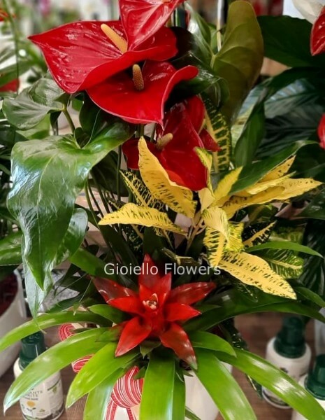 composizione media di piante da esterno