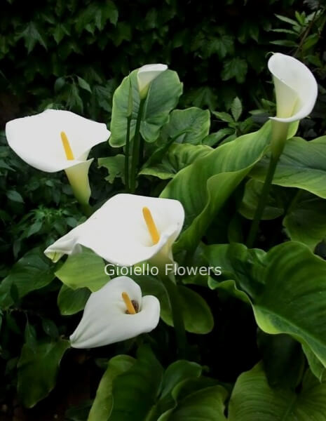 Pianta di calla bianca da esterno confezionata