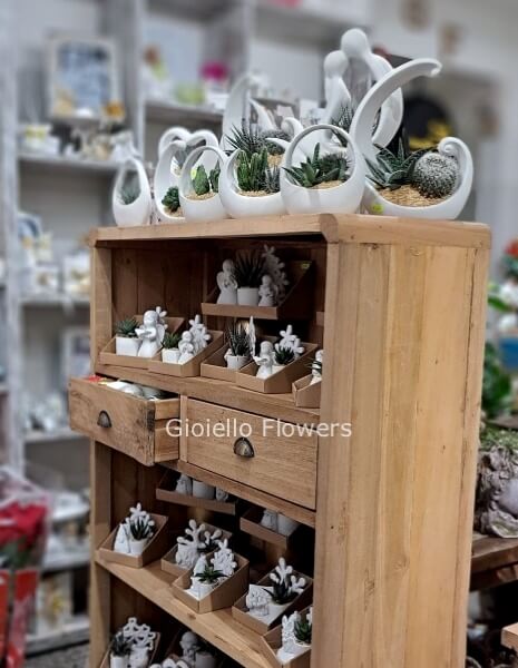 Composizione con piante succulente