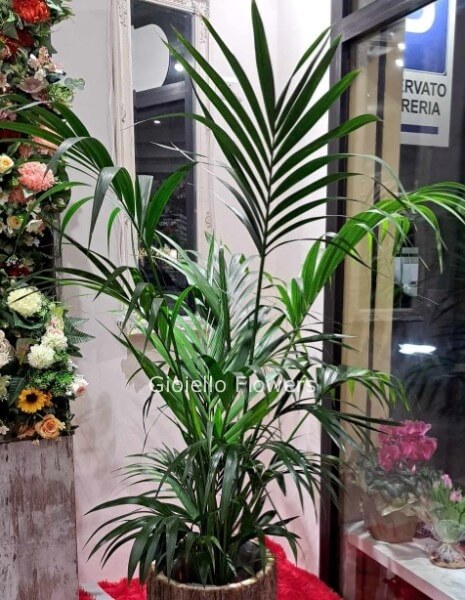 Piante verdi ornamentali