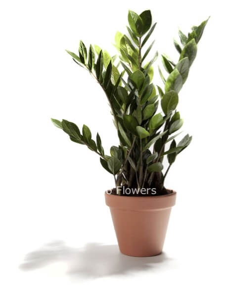 Zamia media confezionata