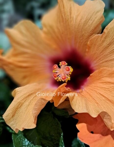 Ibisco medio confezionato