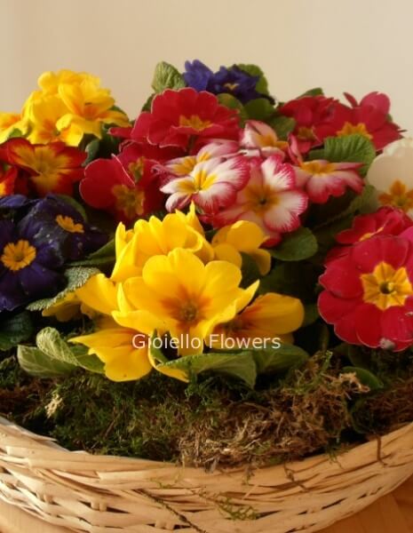 Cestino di primule assortite