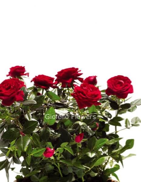 Cesto con roselline colori assortiti