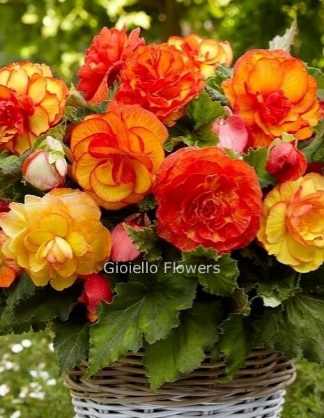 Cestino di begonie colori assortiti