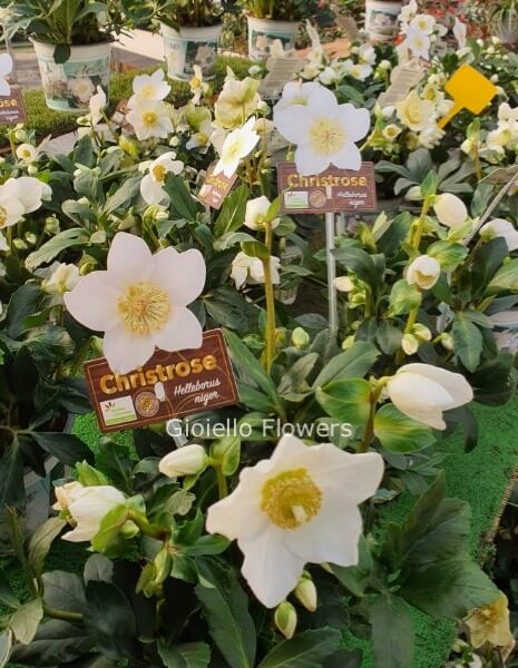 Pianta di Elleboro media