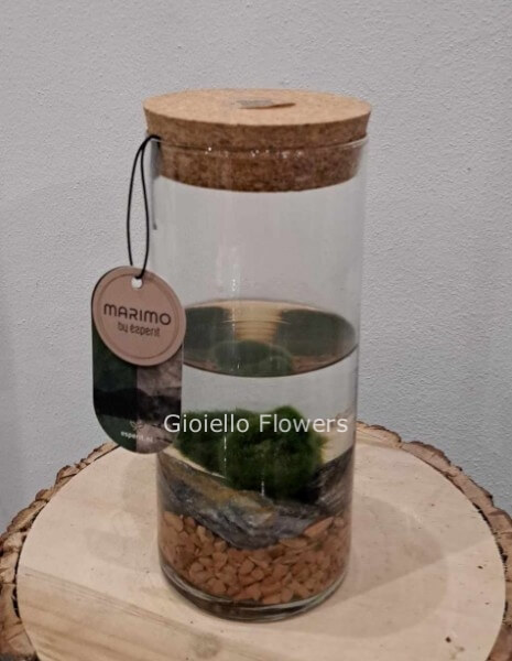 Alga Marimo
