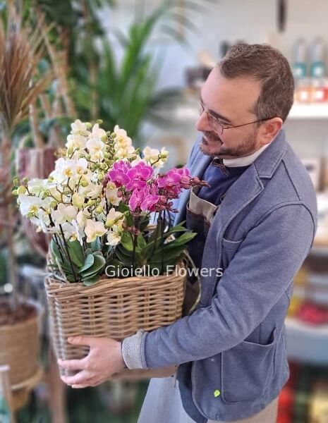Orchidea multi-fiore a 4/6 infiorescenze