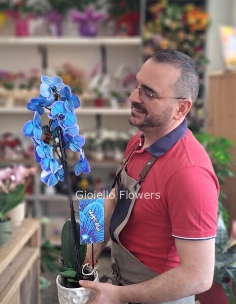 Orchidea blu confezionata