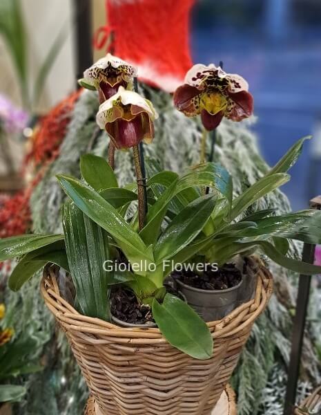 Orchidea "Scarpetta di Venere"
