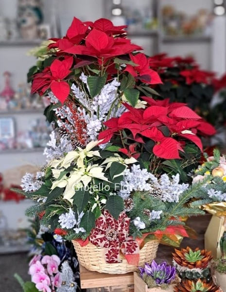 Composizione di piante con stelle di natale