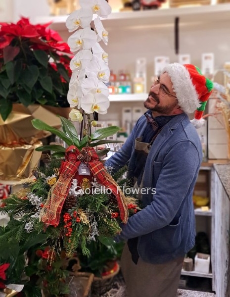 Pianta di Orchidea con confezione natalizia e pino