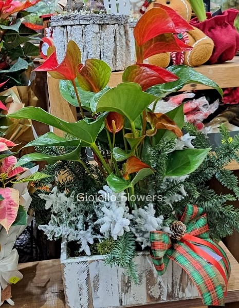 Composizione di piante assortite media