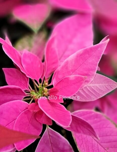 Stella di Natale coltivata a freddo