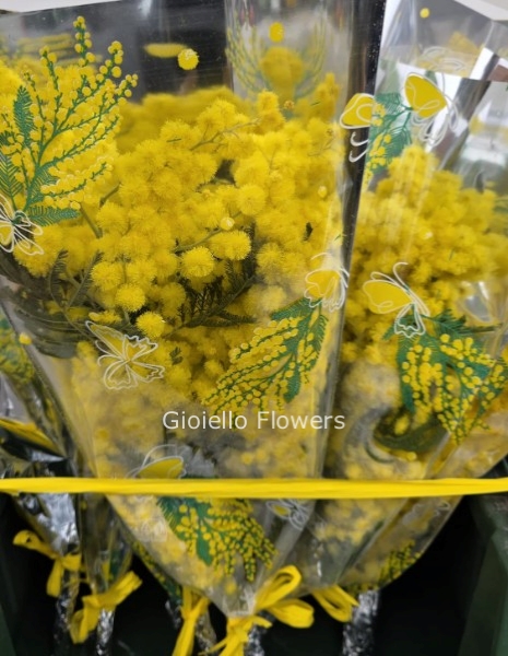 Bustine di mimose H40 min. 4 (identificati come numero di steli)